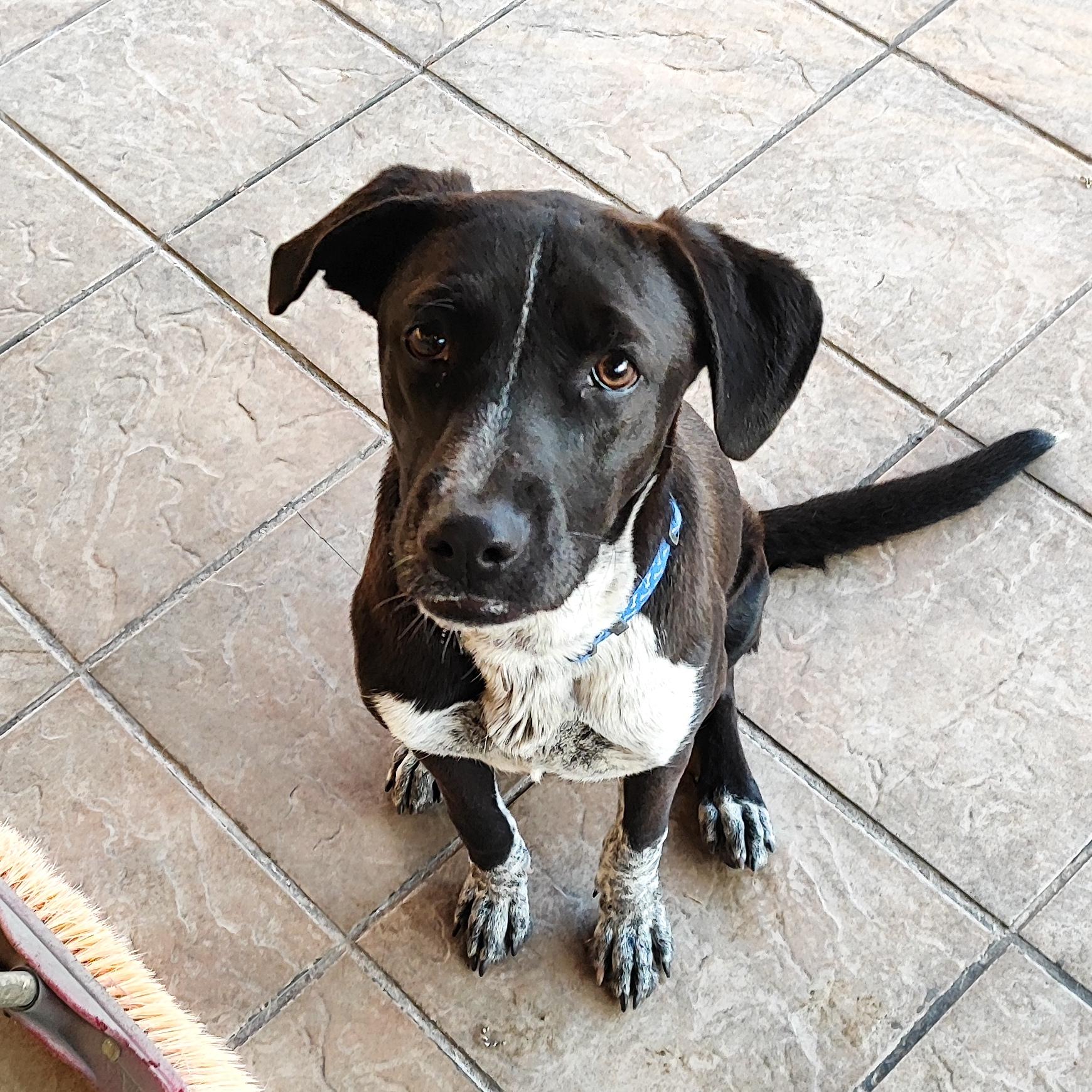 Penny (12), Young Female Pointer