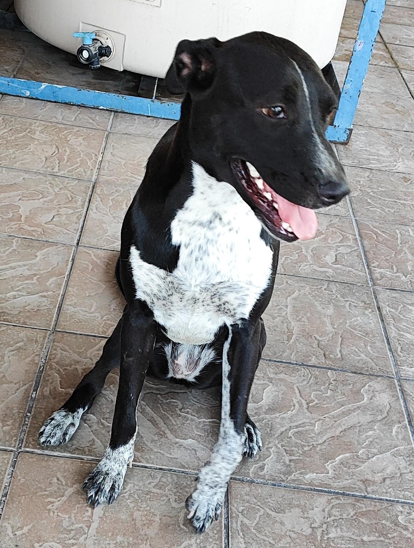 Penny (12), an adoptable Pointer in Mexicali, BCN, 21280 | Photo Image 4