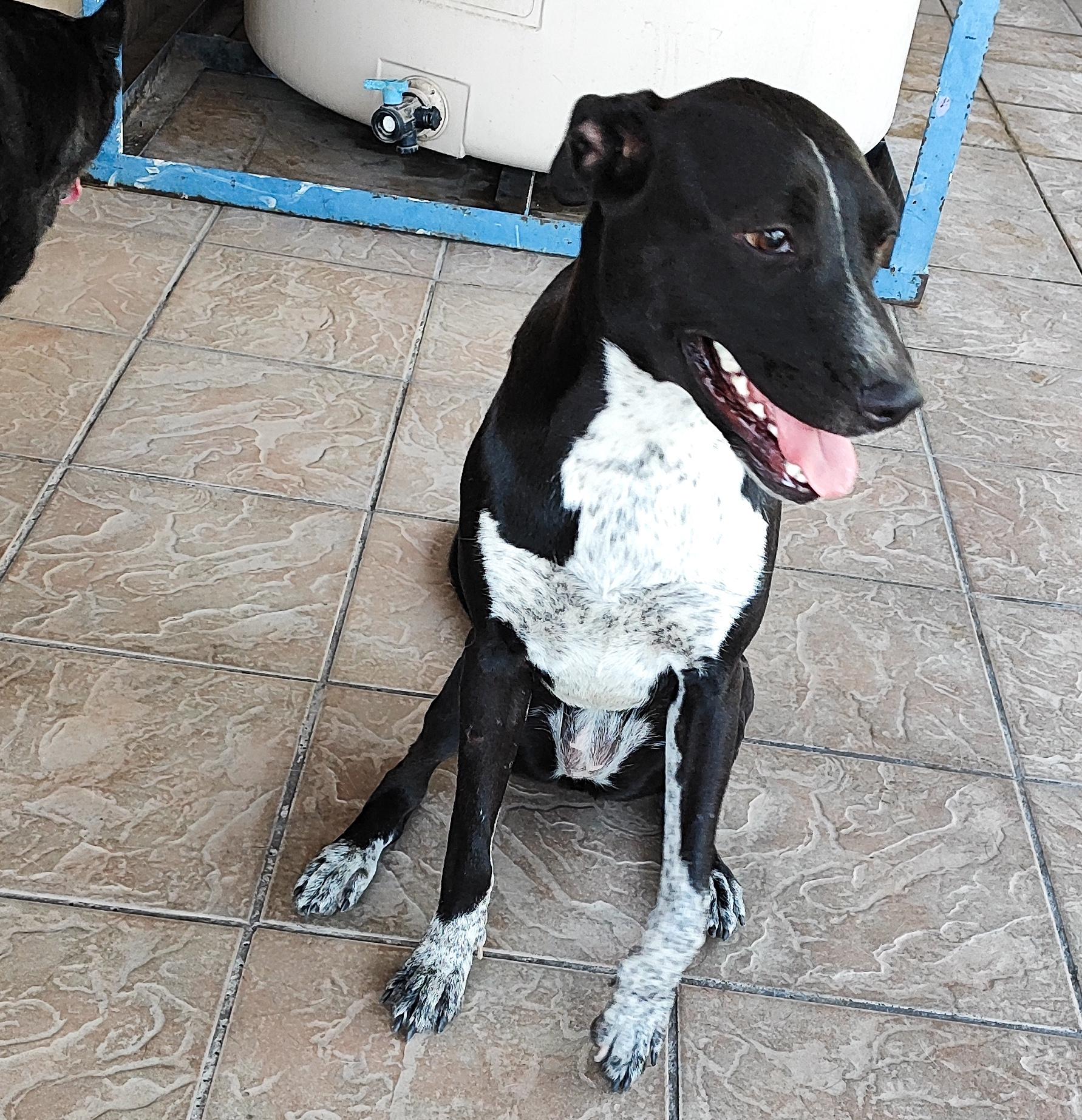 Penny (12), an adoptable Pointer in Mexicali, BCN, 21280 | Photo Image 4