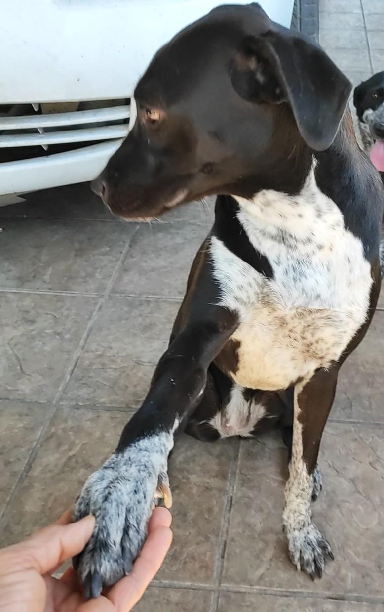 Penny (12), a Adoptable mixed breed in Mexicali, BCN image 3/6