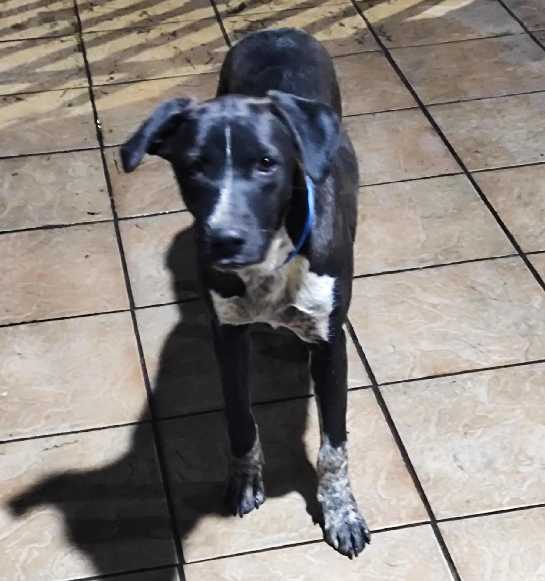 Penny (12) photo 4