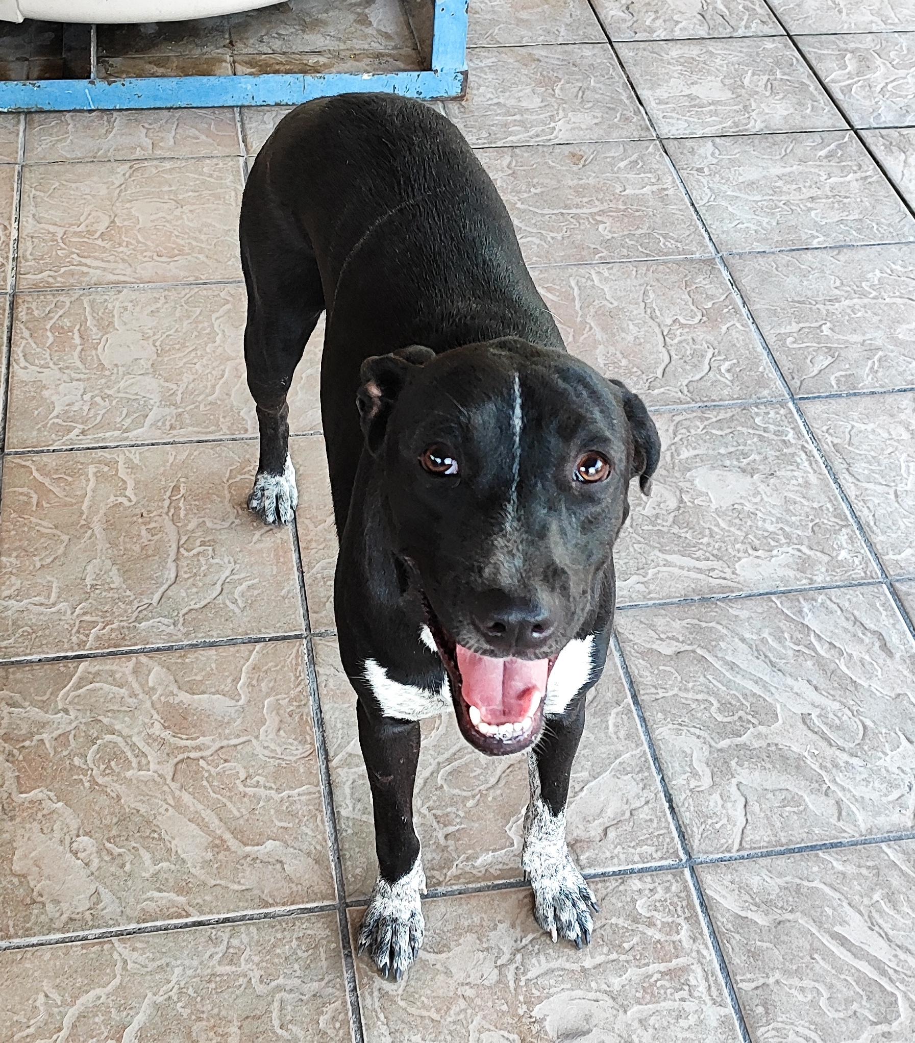 Penny (12), an adoptable Pointer in Mexicali, BCN, 21280 | Photo Image 5