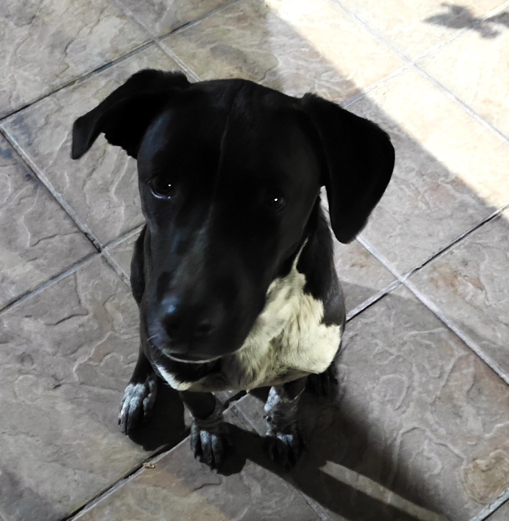 Penny (12) photo 3