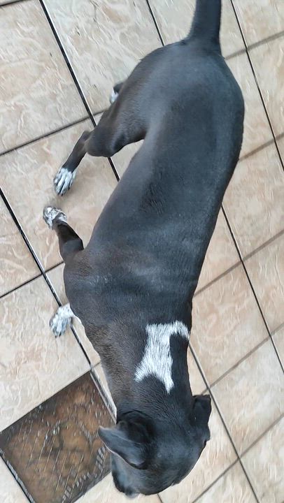 Enlarge Penny (12), an adoptable mixed breed in Mexicali, BCN video 3/6