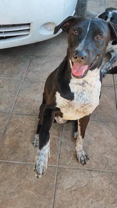 Enlarge Penny (12), a Adoptable mixed breed in Mexicali, BCN video 6/6