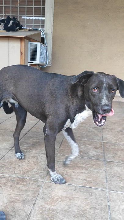 Enlarge Penny (12), an adoptable mixed breed in Mexicali, BCN video 4/6