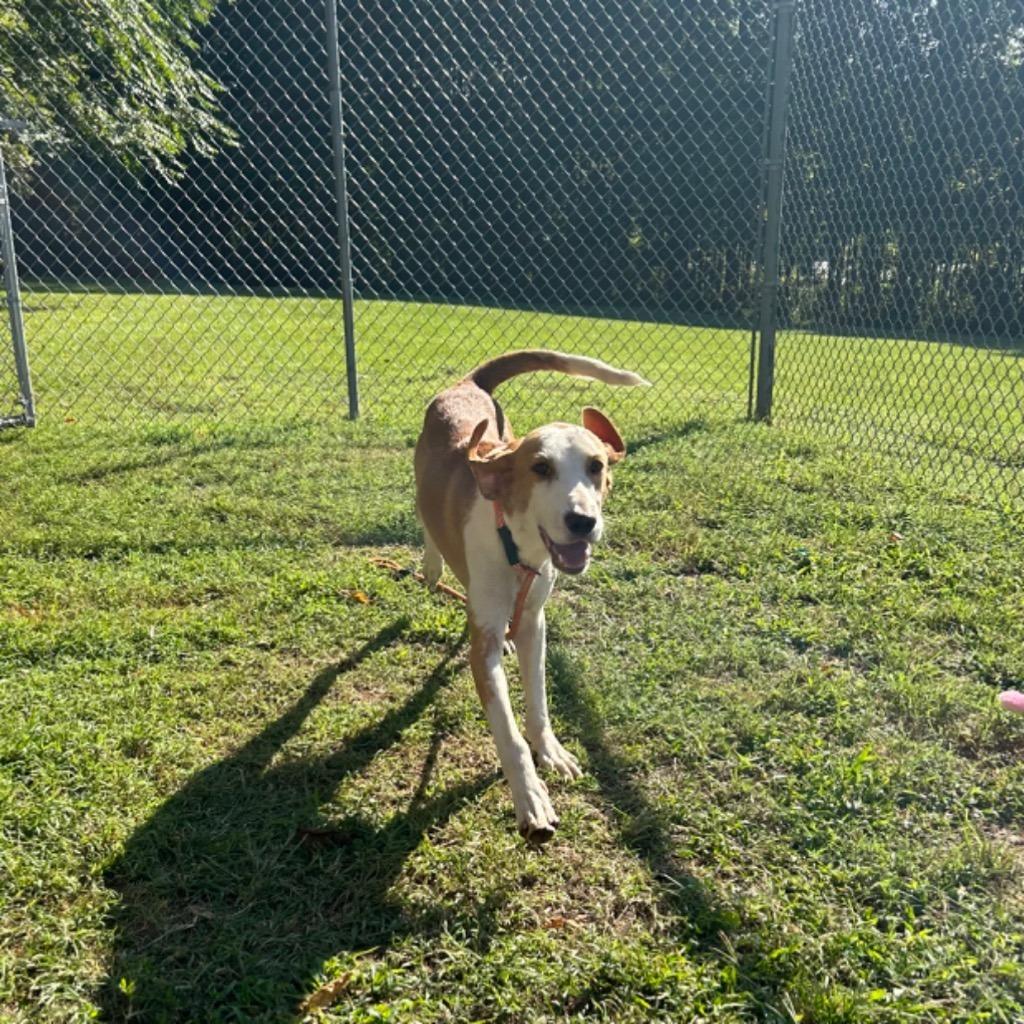 Enlarge Jet, a Adoptable Hound in Mineral, VA image 1/1
