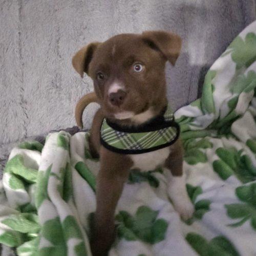 Goldfish, a Adoptable Australian Shepherd in Verona, NJ image 2/5