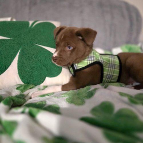 Goldfish, a Adoptable Australian Shepherd in Verona, NJ image 3/5