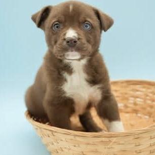Goldfish, a Adoptable Australian Shepherd in Verona, NJ image 4/5
