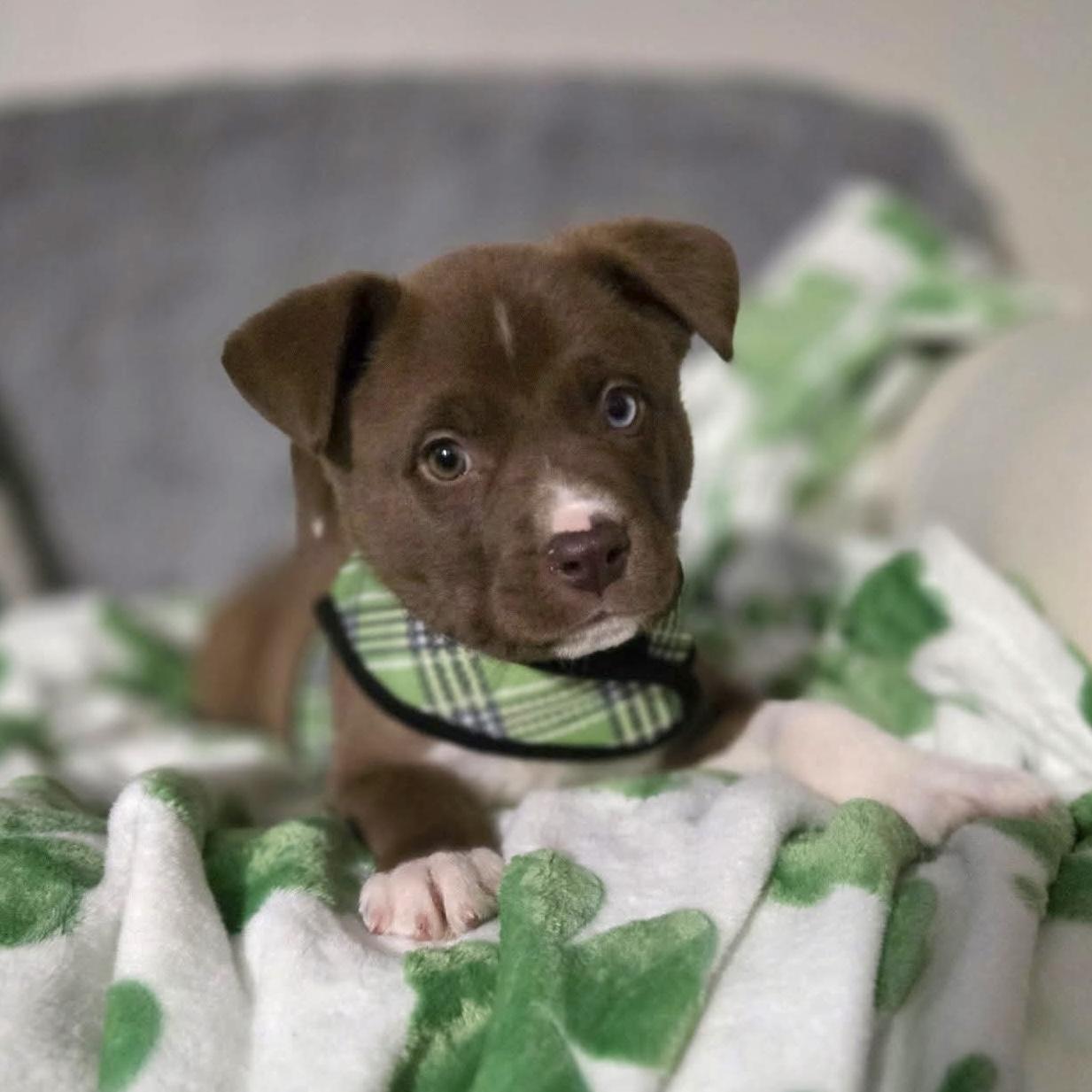 Goldfish, a Adoptable Australian Shepherd in Verona, NJ image 4/5