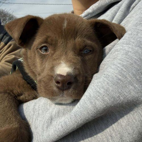 Goldfish, a Adoptable Australian Shepherd in Verona, NJ image 5/5