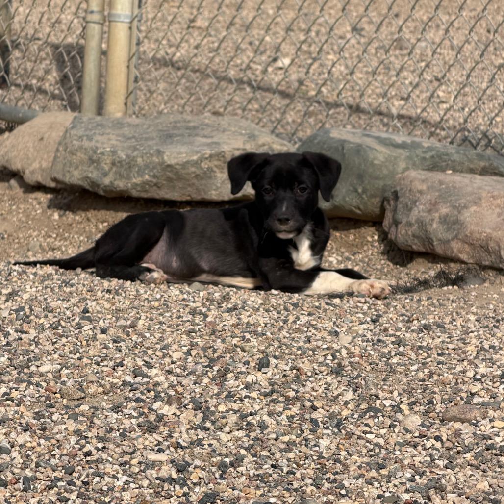 Enlarge Doode, a Adoptable mixed breed in Detroit Lakes, MN image 1/3