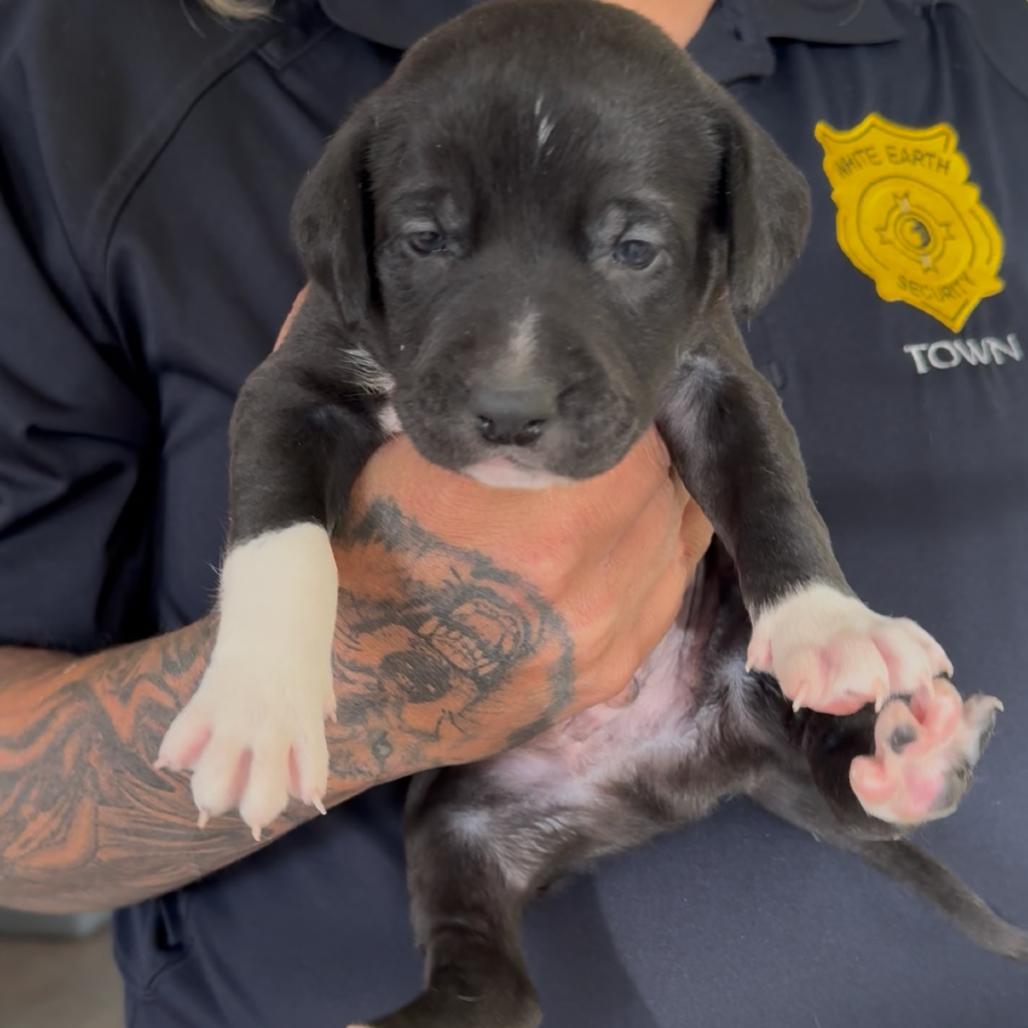 Enlarge Doode, a Adoptable mixed breed in Detroit Lakes, MN image 1/1