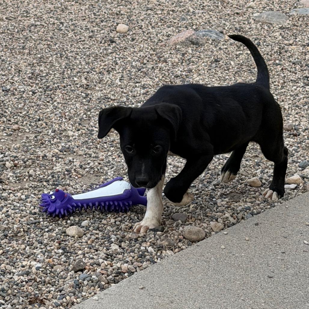 Enlarge Doode, a Adoptable mixed breed in Detroit Lakes, MN image 2/3