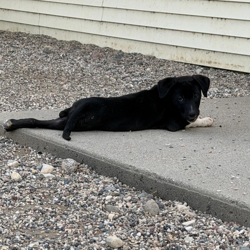 Enlarge Doode, a Adoptable mixed breed in Detroit Lakes, MN image 3/3