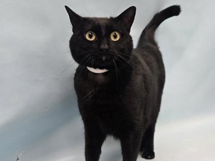 Luna, Adoptable, Adult Female Domestic Short Hair.