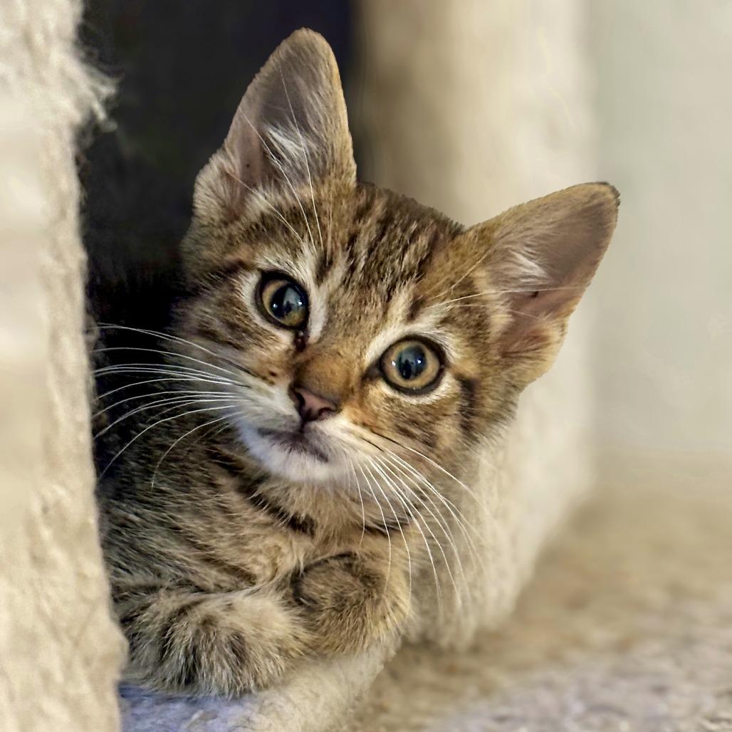Enlarge Cookie, a Adoptable Domestic Short Hair in Vallejo, CA image 2/6