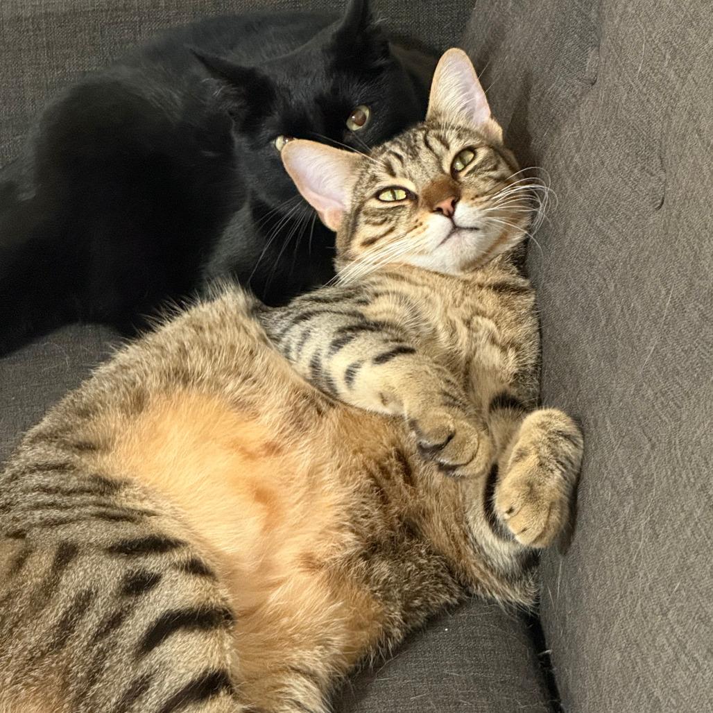 Enlarge Cookie, a Adoptable Domestic Short Hair in Vallejo, CA image 1/6