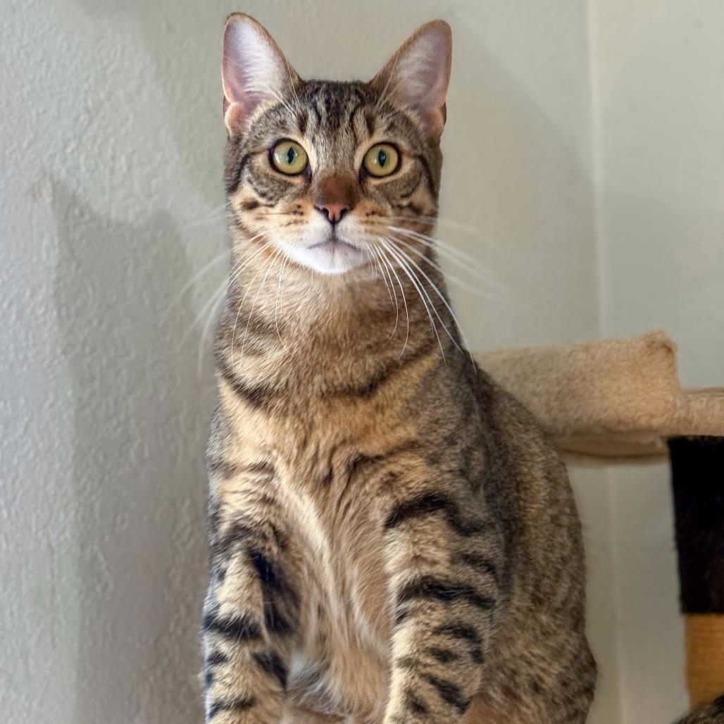 Enlarge Cookie, a Adoptable Domestic Short Hair in Vallejo, CA image 5/6