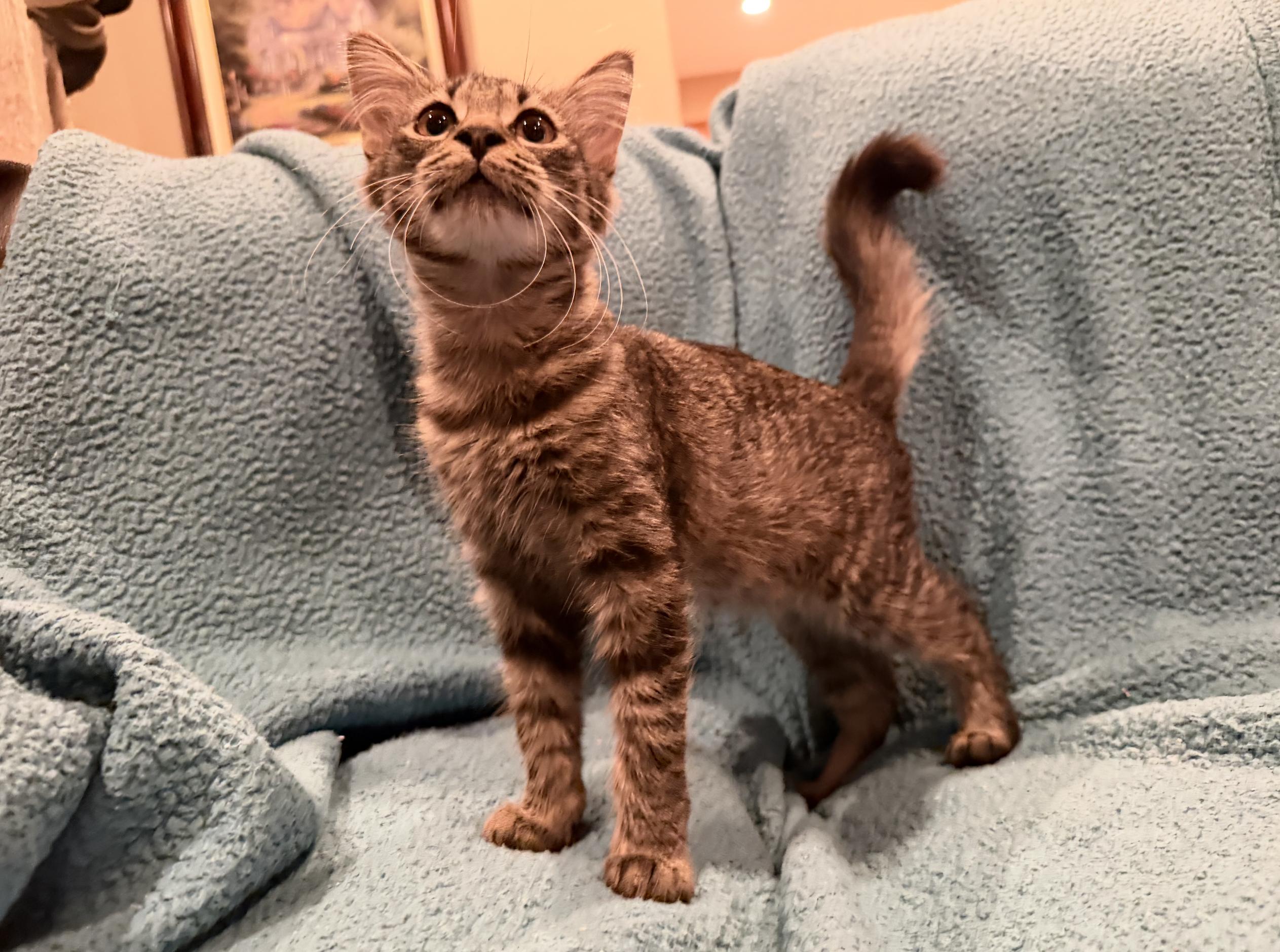 Enlarge Lefty, a Adoptable Domestic Medium Hair in Diamond Springs, CA image 1/1