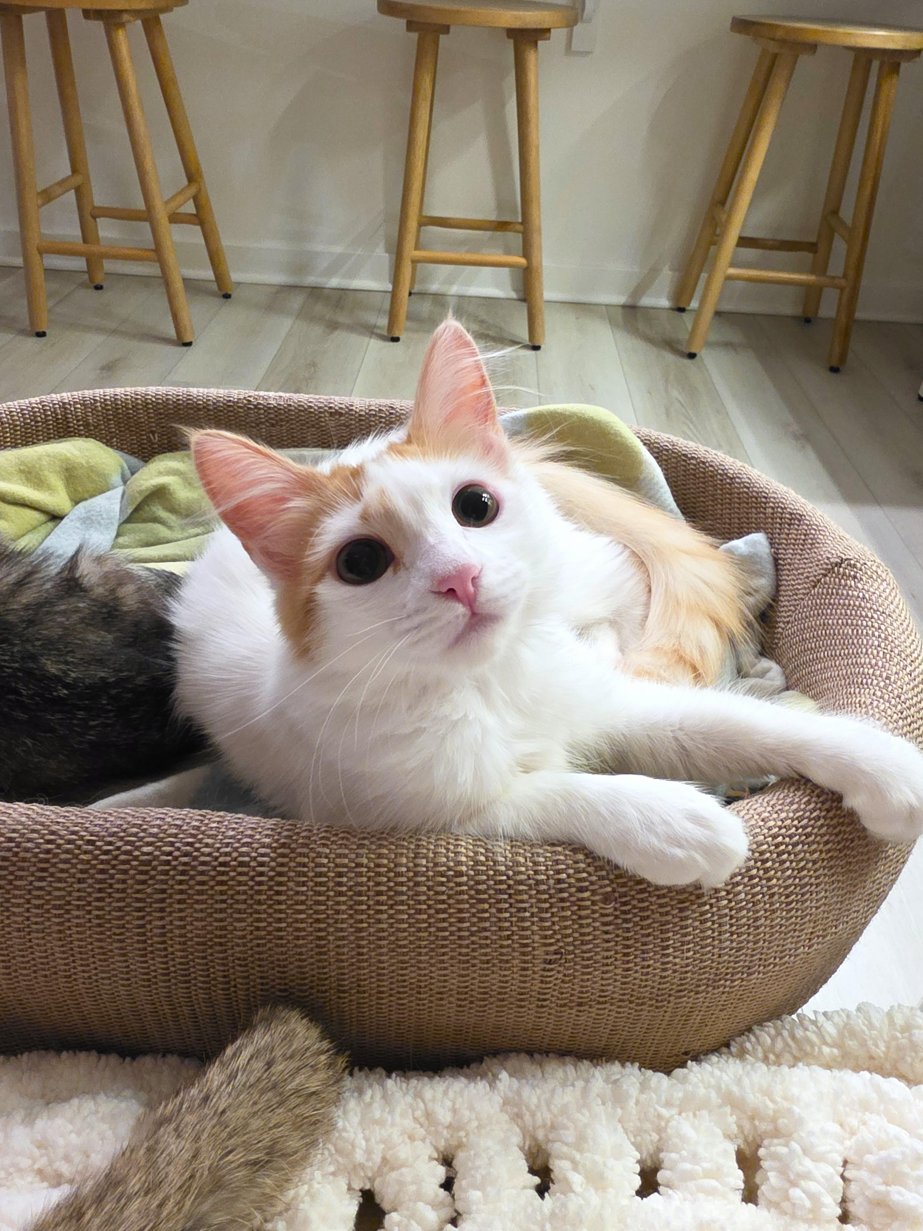 Enlarge Bibi, an adopted Domestic Long Hair in Yorba Linda, CA image 6/6