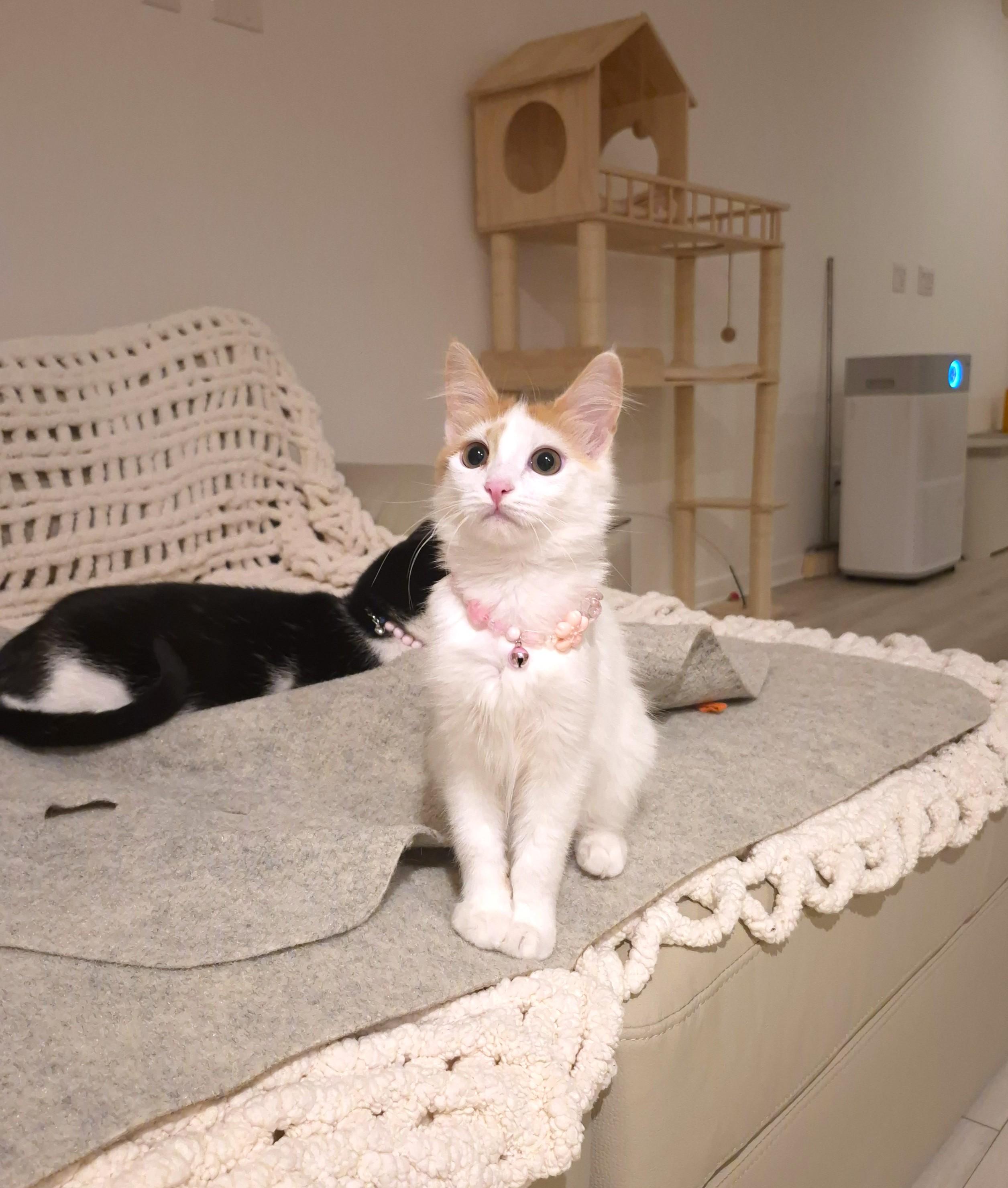 Enlarge Bibi, an adopted Domestic Long Hair in Yorba Linda, CA image 2/6