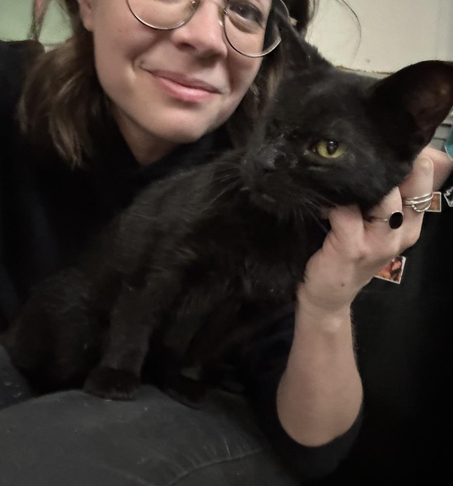 Eve, Adoptable, Young Female Domestic Short Hair.