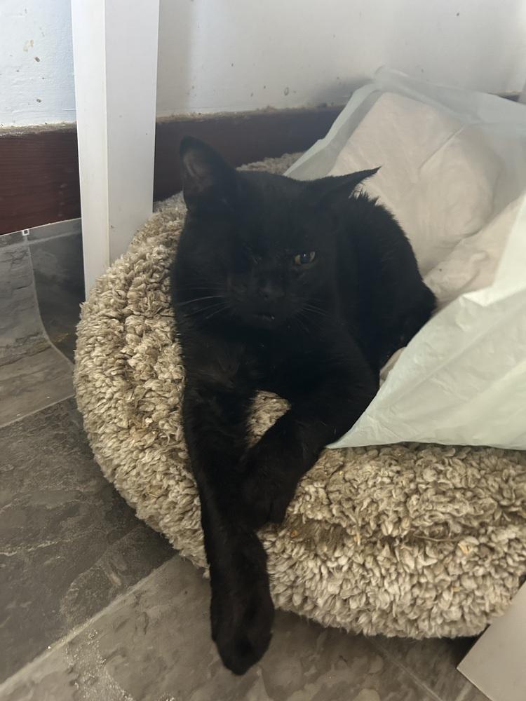 Enlarge Eve, a Adoptable Domestic Short Hair in Emporia, KS image 3/4