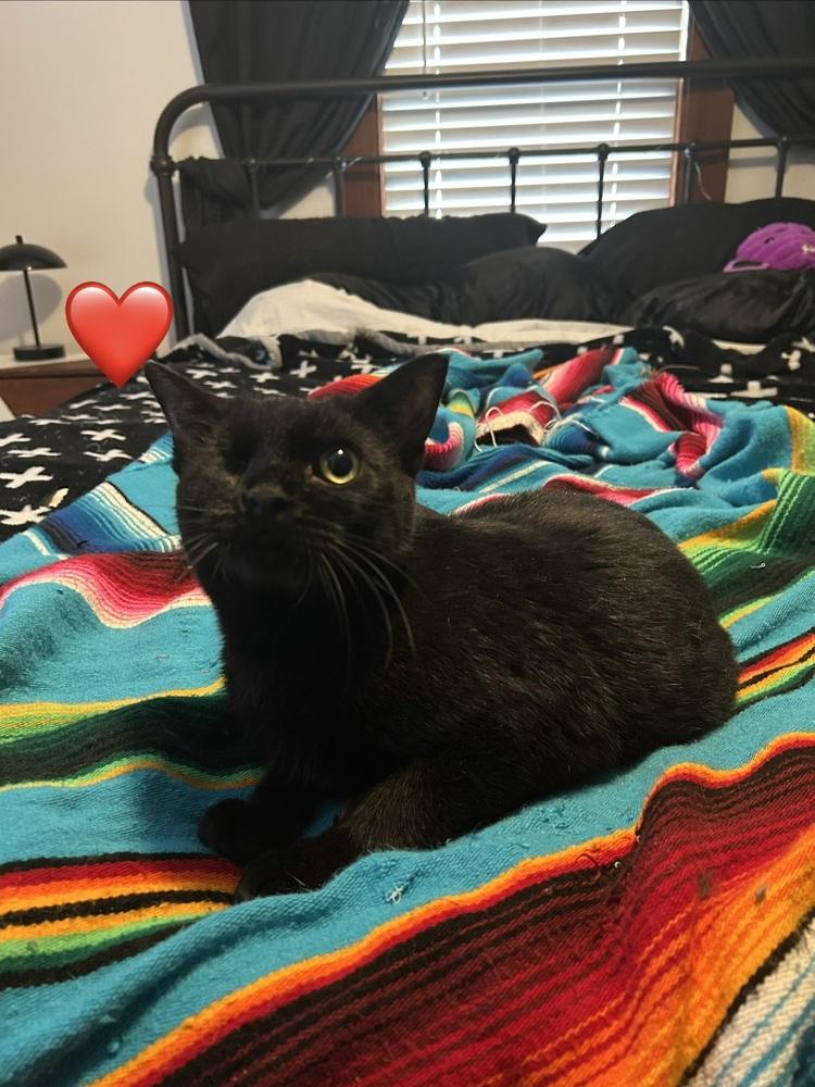 Enlarge Eve, a Adoptable Domestic Short Hair in Emporia, KS image 4/4