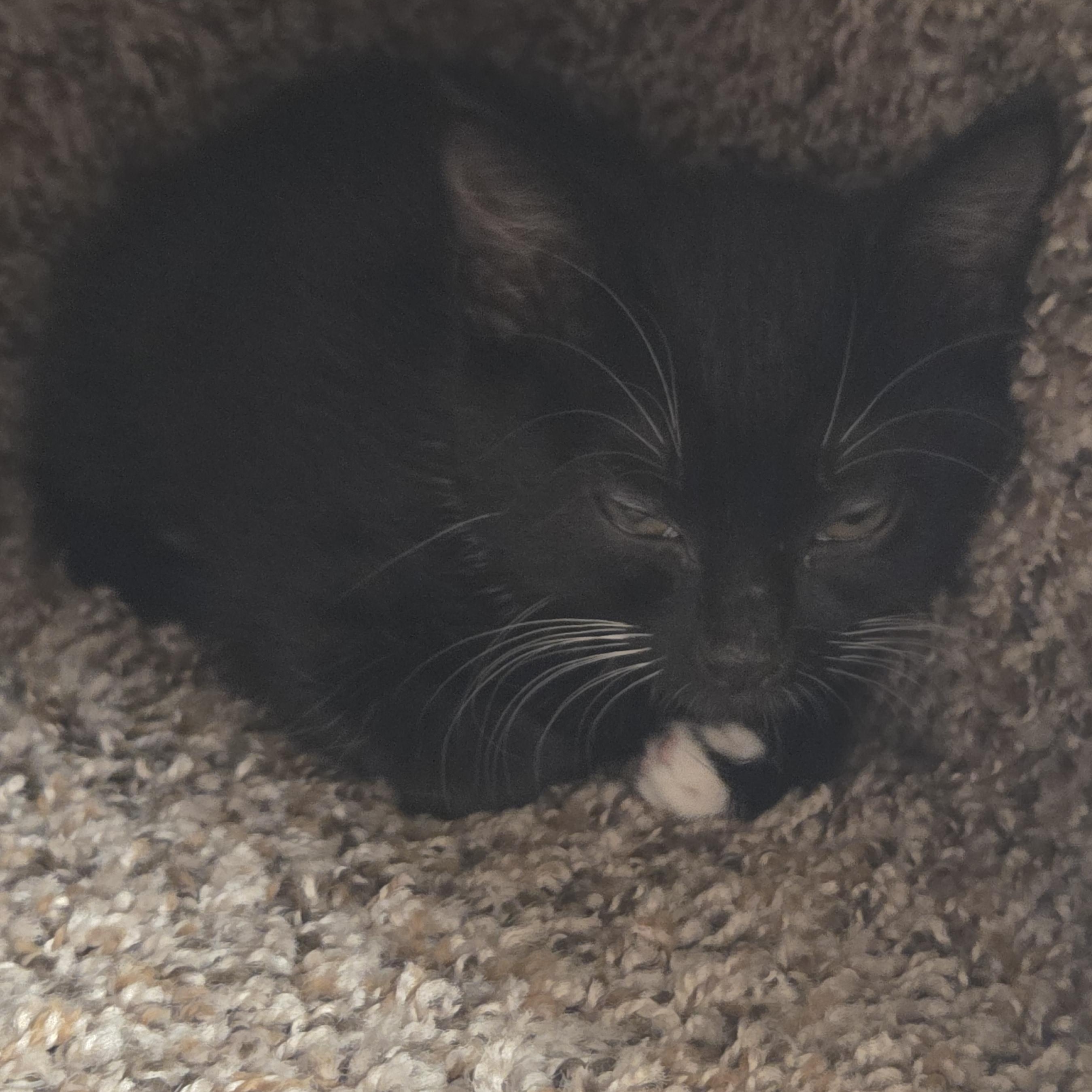 Fiji - Preadoption Only , an adopted Domestic Short Hair in Chilliwack, BC image 2/2