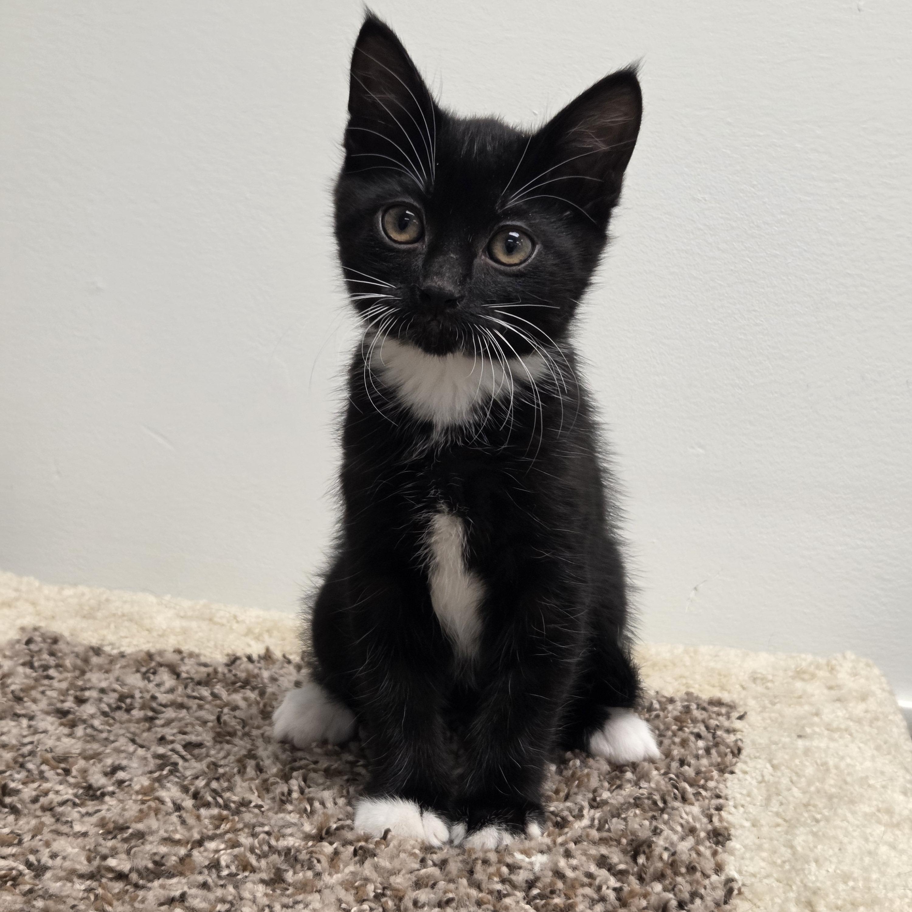 Fiji - Preadoption Only , an adopted Domestic Short Hair in Chilliwack, BC image 1/2