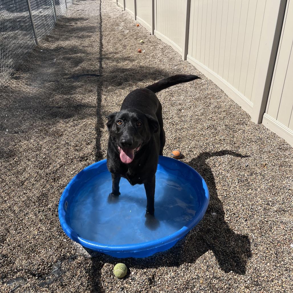 Berta, an adoptable Black Labrador Retriever, German Shepherd Dog in Crookston, MN, 56716 | Photo Image 1