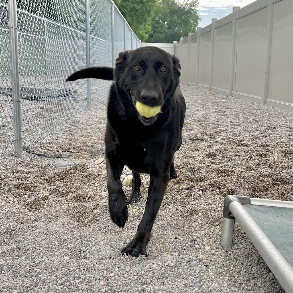 Berta, an adoptable Black Labrador Retriever, German Shepherd Dog in Crookston, MN, 56716 | Photo Image 5