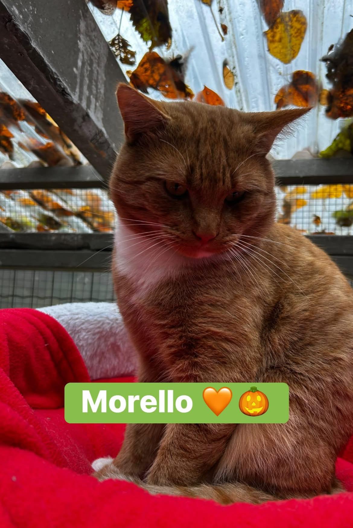 Morello