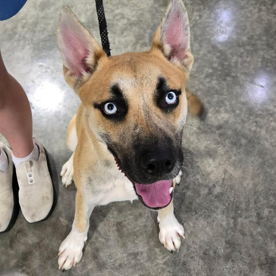 Enlarge Thayer, a Adoptable mixed breed in Hannibal, MO image 1/2