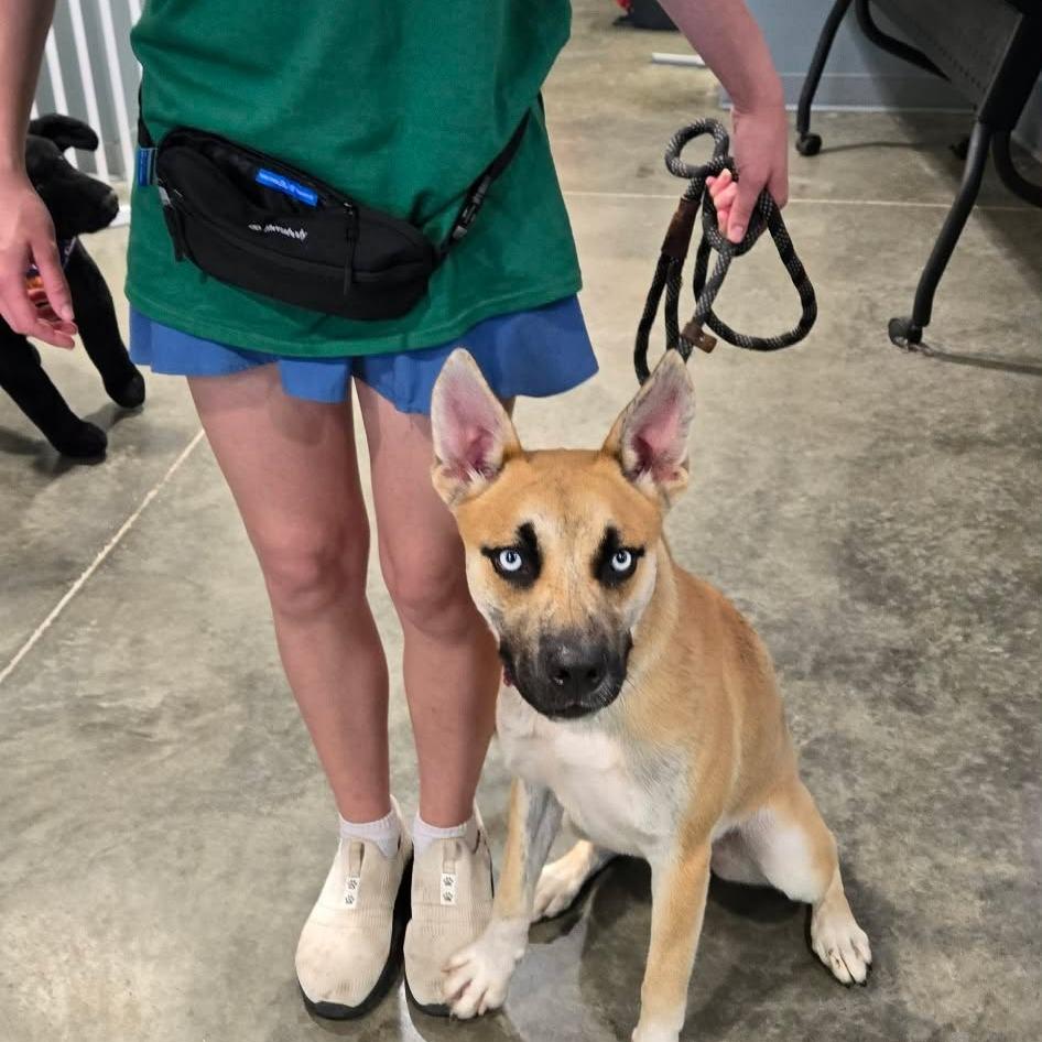 Enlarge Thayer, a Adoptable mixed breed in Hannibal, MO image 2/2