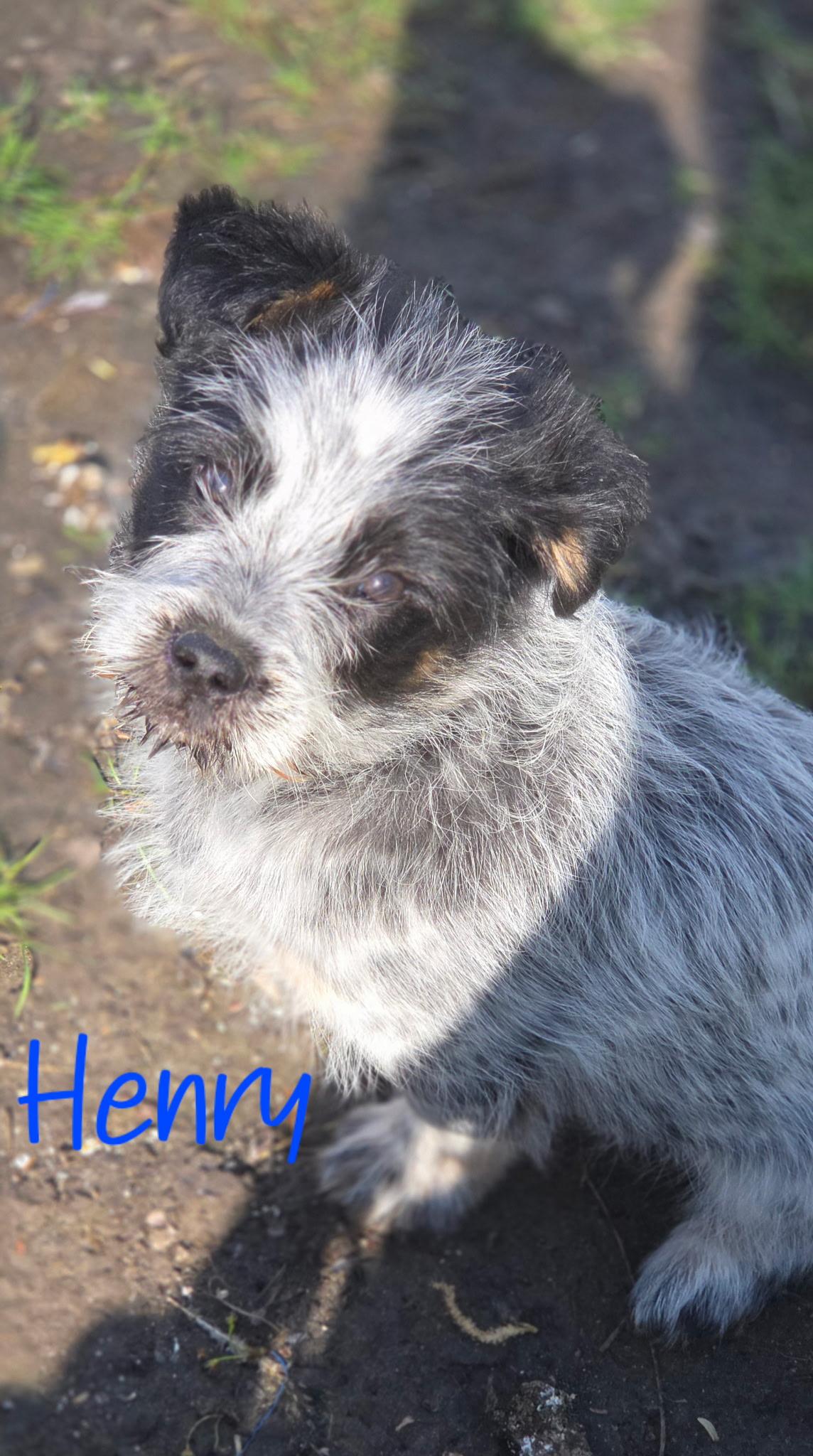 Henry, ADOPTABLE, Puppy Male Shih Tzu & Australian Cattle Dog / Blue Heeler.