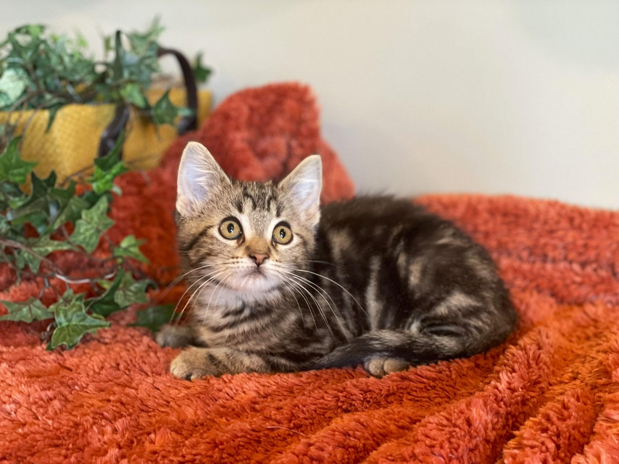 Wendy @ Canton PetSmart Habitat Michigan Ave 4