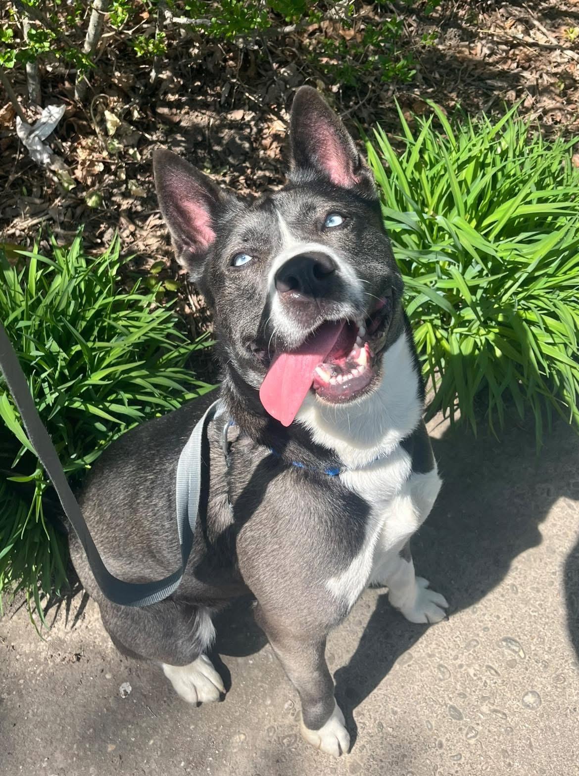 Enlarge Genesis, a ADOPTABLE mixed breed in Southold, NY image 1/1