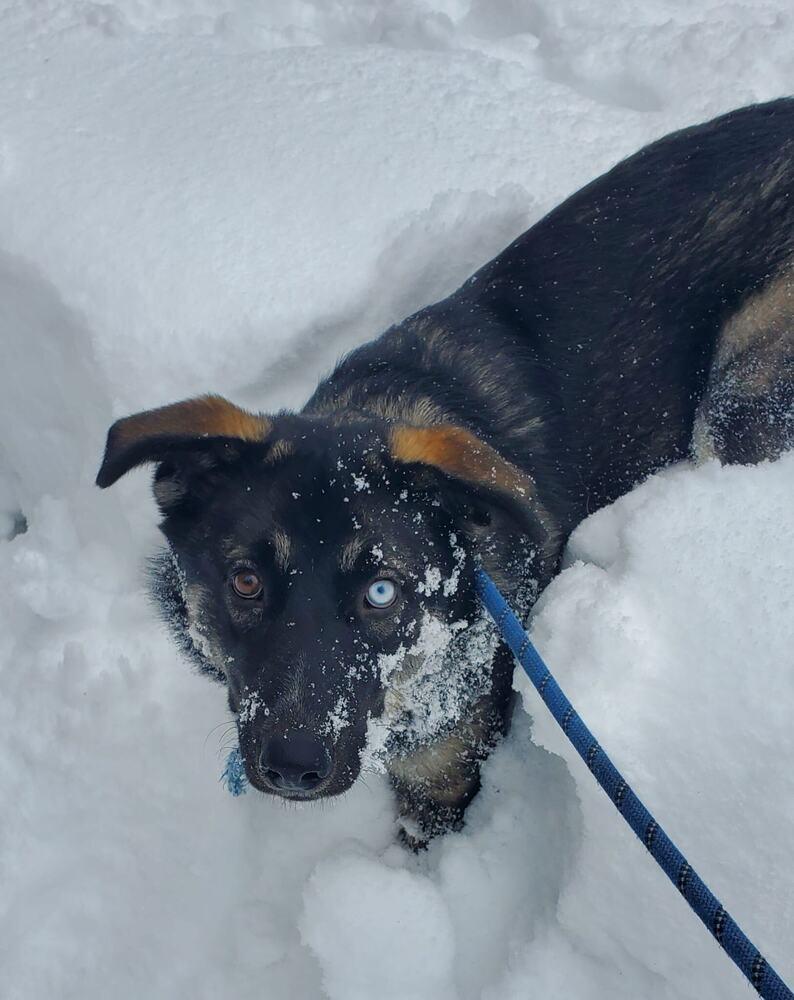 Elsa, Adoptable, Puppy Female Husky & Shepherd.