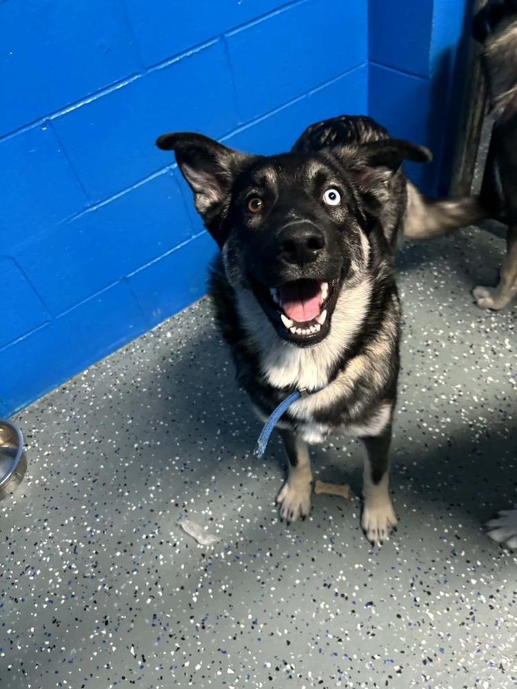 Enlarge Elsa, a Adoptable mixed breed in Muskegon, MI image 2/4