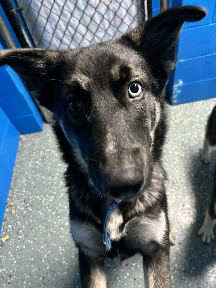 Enlarge Elsa, a Adoptable mixed breed in Muskegon, MI image 3/4