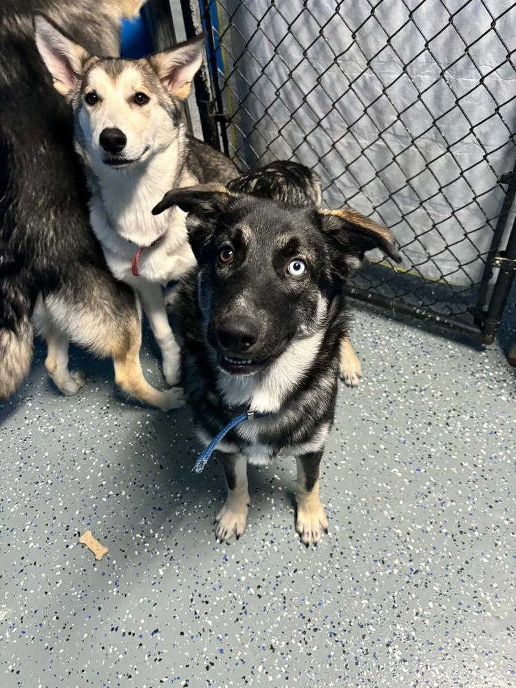 Enlarge Elsa, a Adoptable mixed breed in Muskegon, MI image 4/4