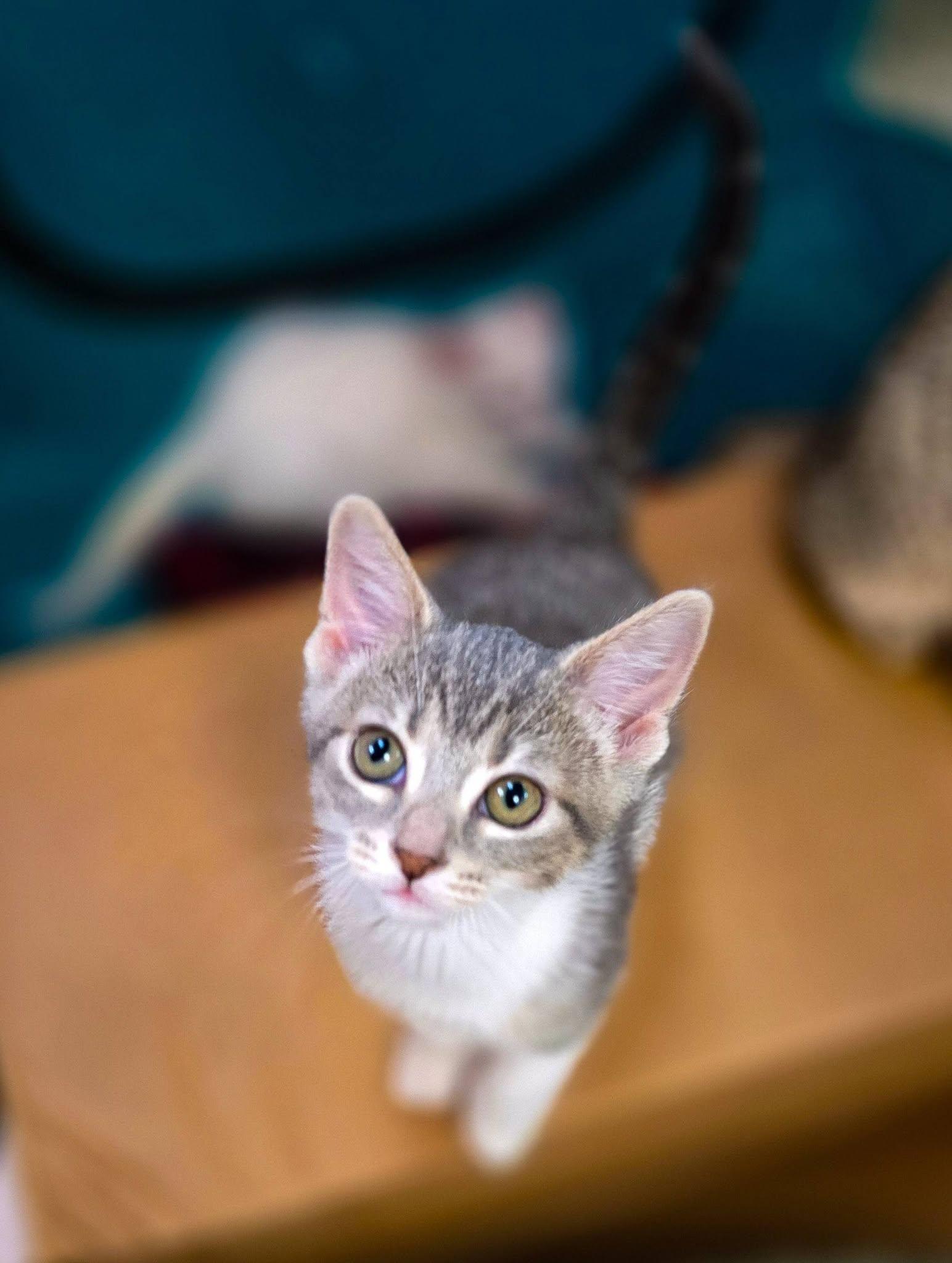 Aristocats Litter, a ADOPTABLE Domestic Short Hair in Sterling Heights, MI image 4/6