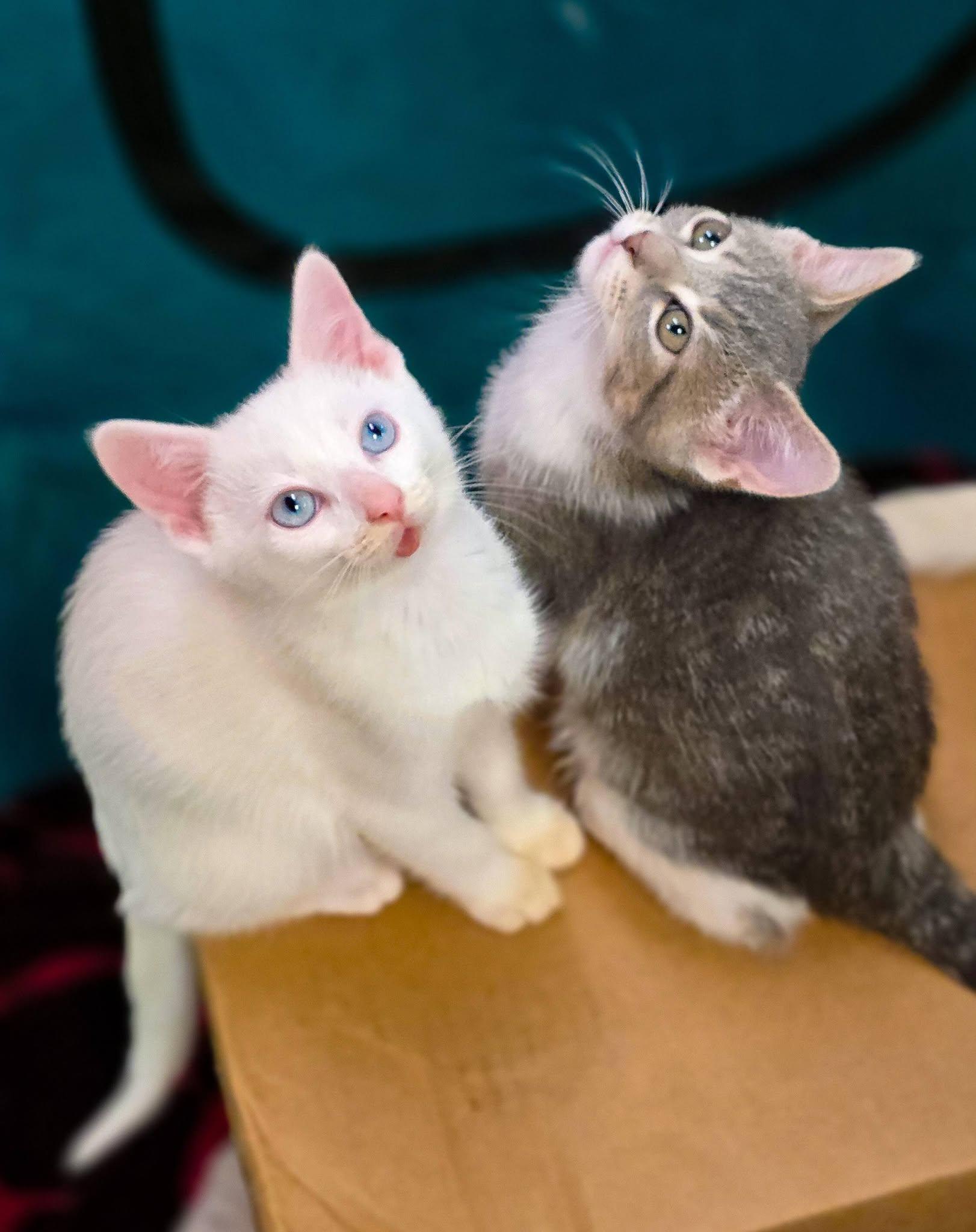 Aristocats Litter, a ADOPTABLE Domestic Short Hair in Sterling Heights, MI image 6/6
