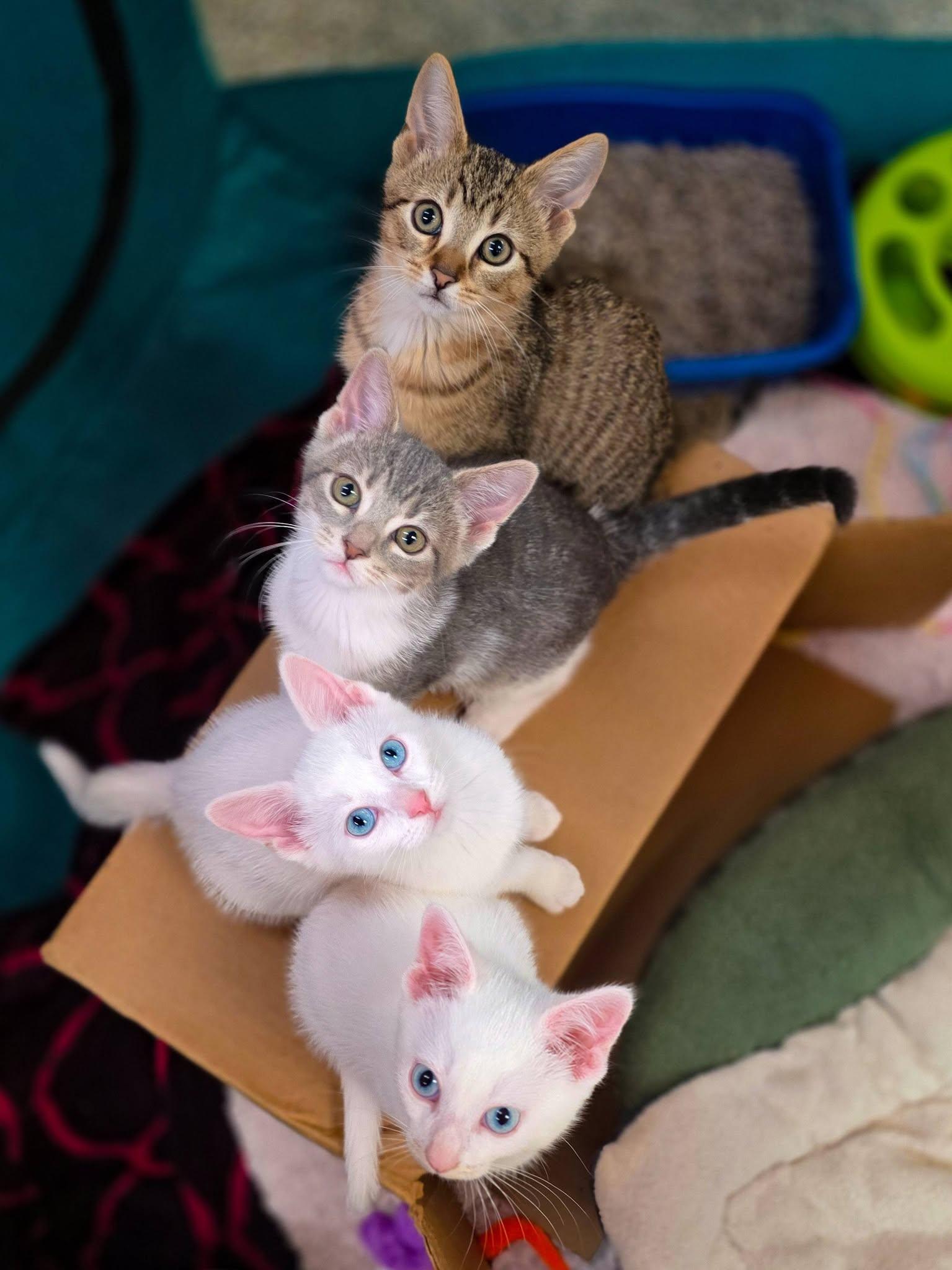 Aristocats Litter, ADOPTABLE, Kitten Female Domestic Short Hair.