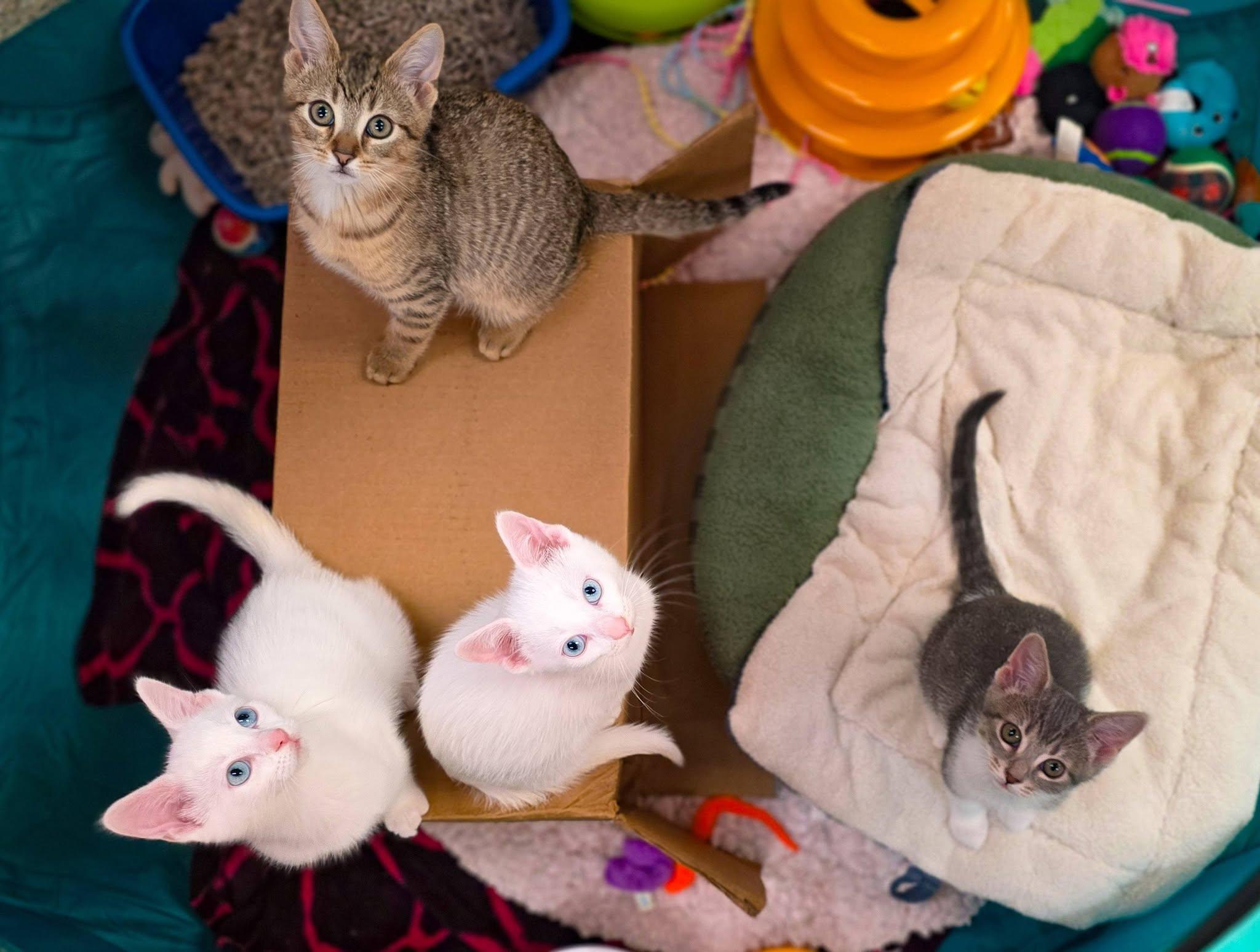 Aristocats Litter, a ADOPTABLE Domestic Short Hair in Sterling Heights, MI image 2/6