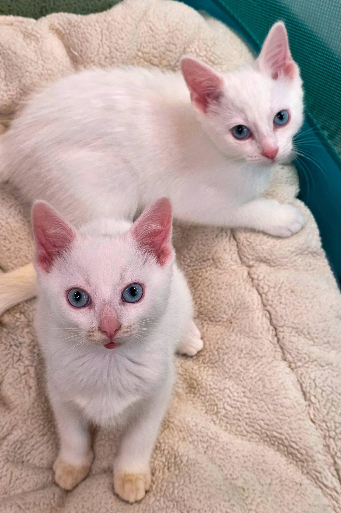 Aristocats Litter, a ADOPTABLE Domestic Short Hair in Sterling Heights, MI image 5/6