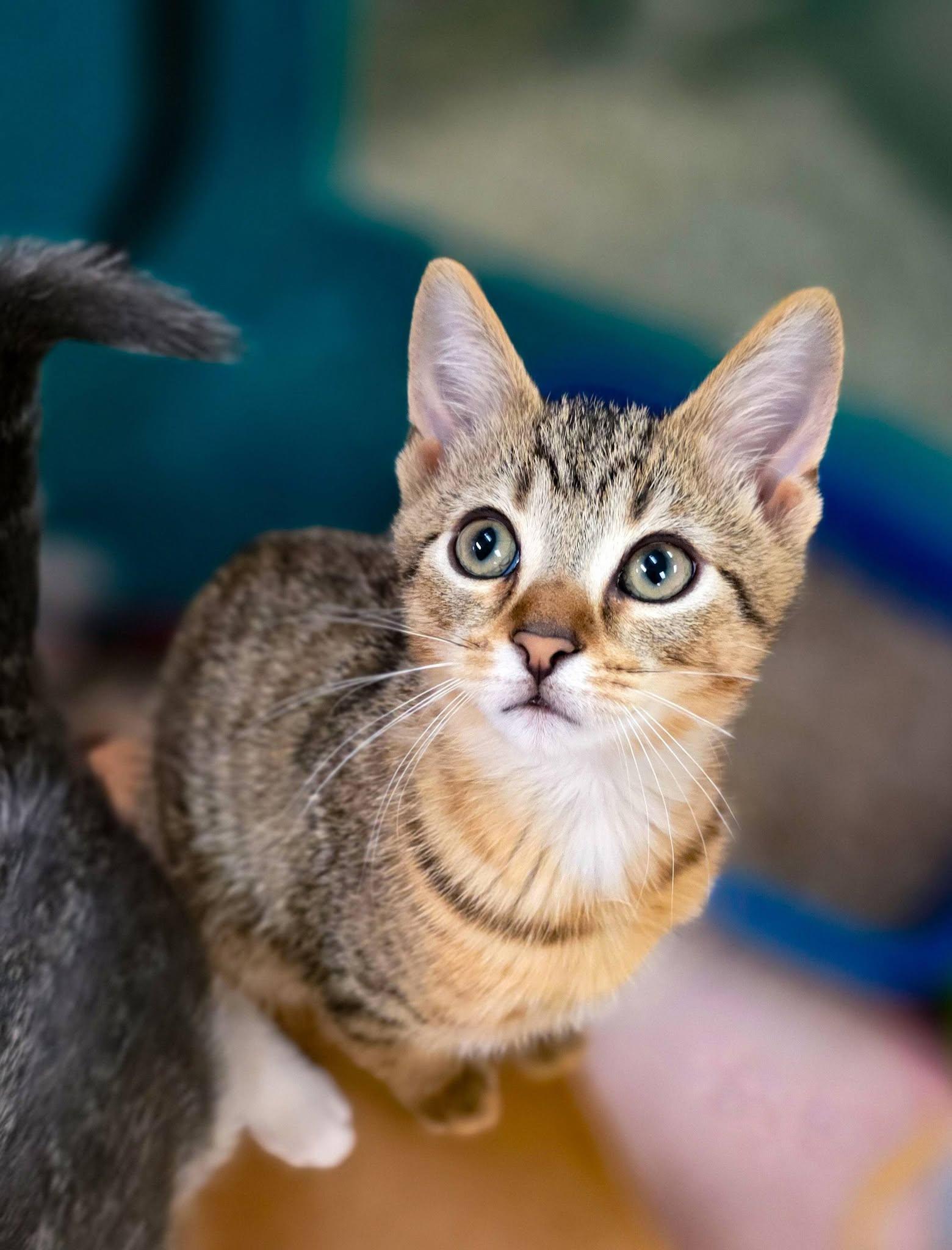 Aristocats Litter, a ADOPTABLE Domestic Short Hair in Sterling Heights, MI image 3/6